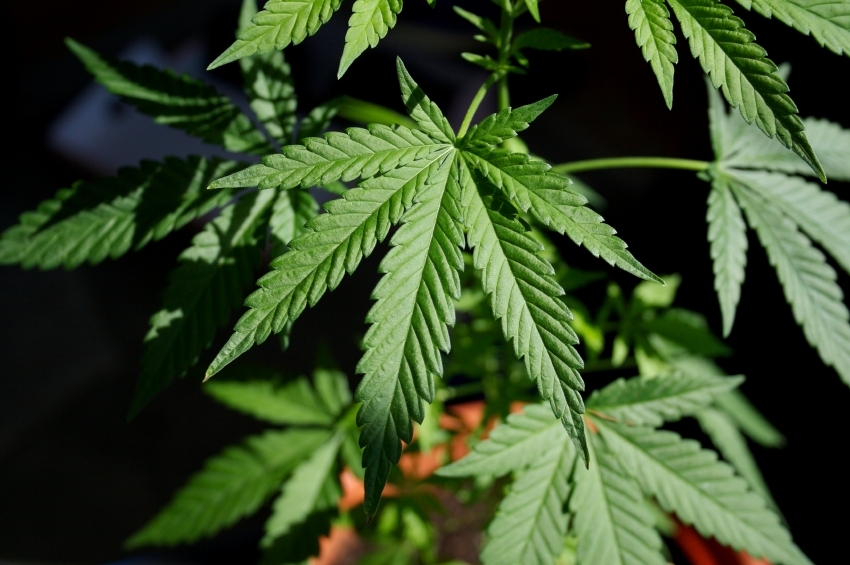 marijuana