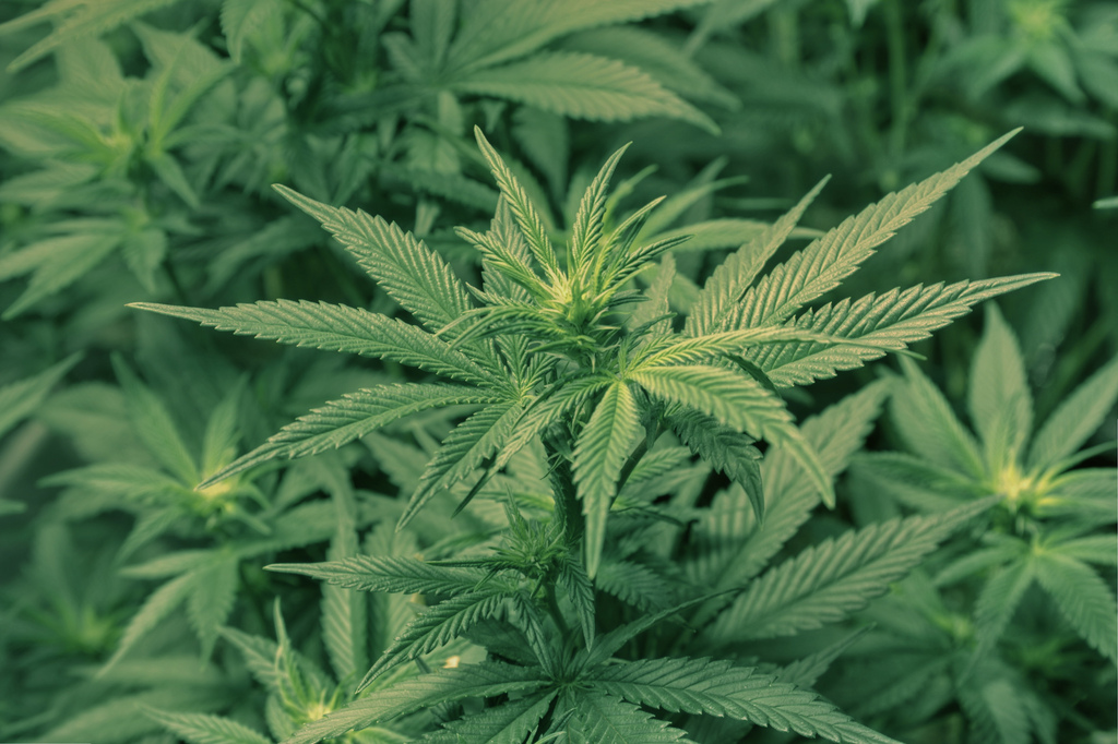 medical marijuana