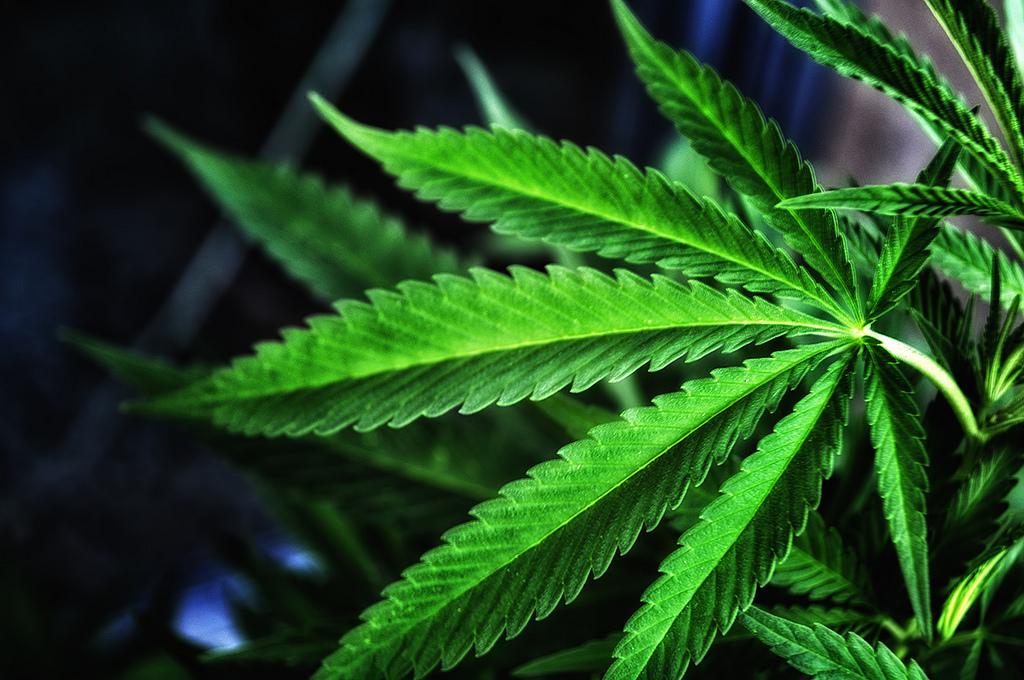 medical marijuana
