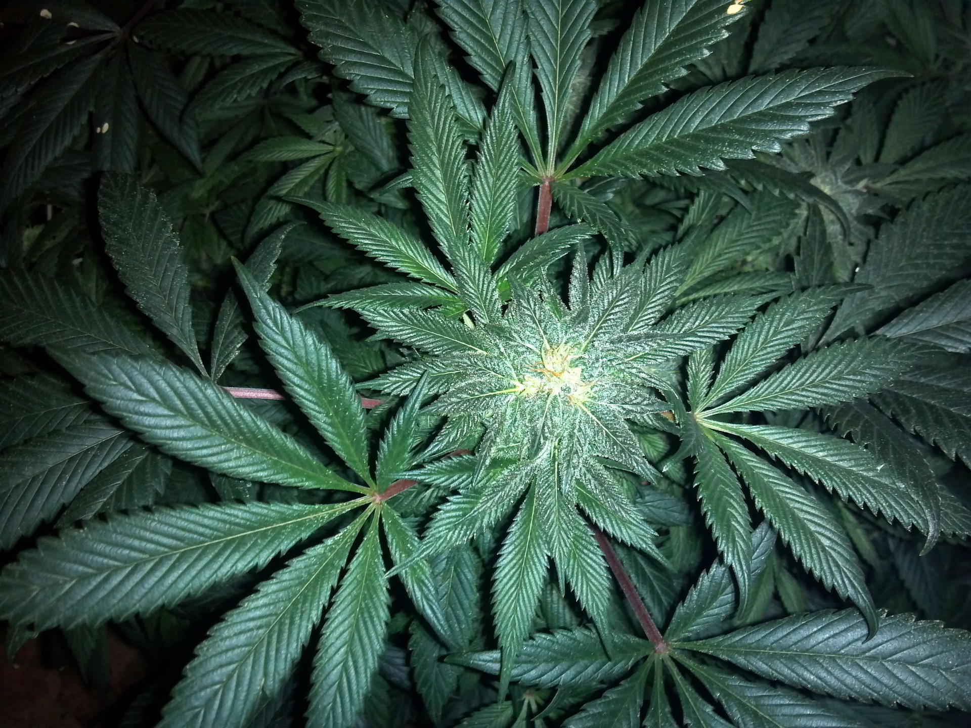 marijuana license bond